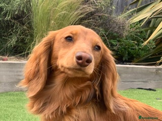 Miniature Dachshund dogs - Advert 25