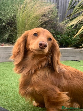 Miniature Dachshund dogs - Advert 1