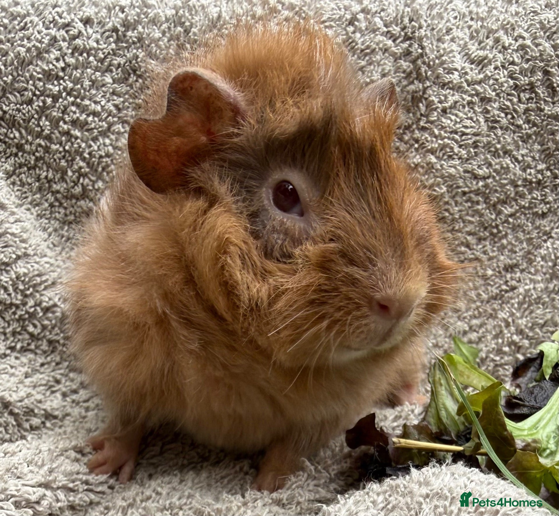 Guinea Pig rodents Boar Guinea Pigs Available Now! - Advert 1