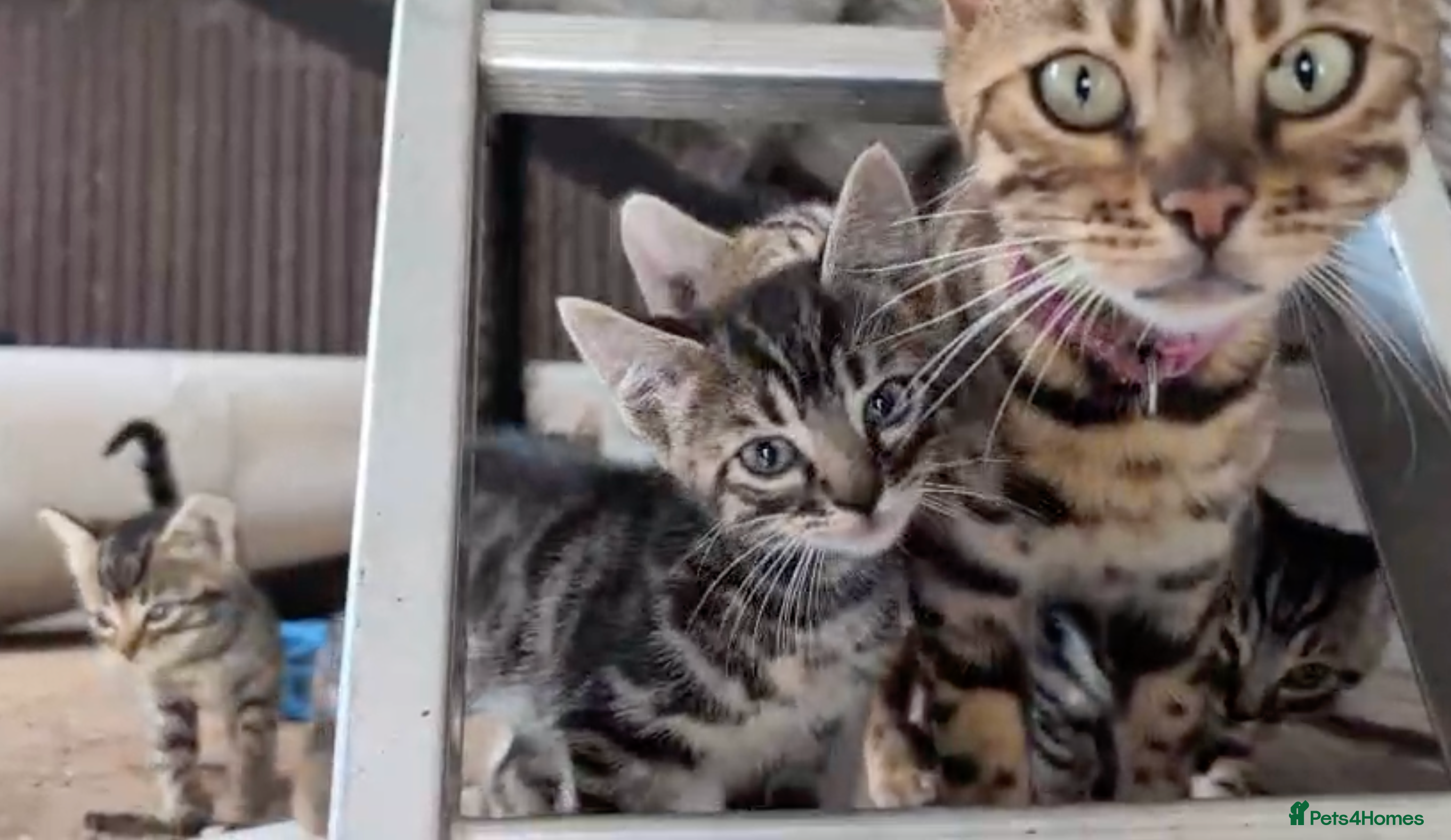 Mixed Breed cats for sale: Beautiful Half Bengal Kittens – £150 Each - Advert 1