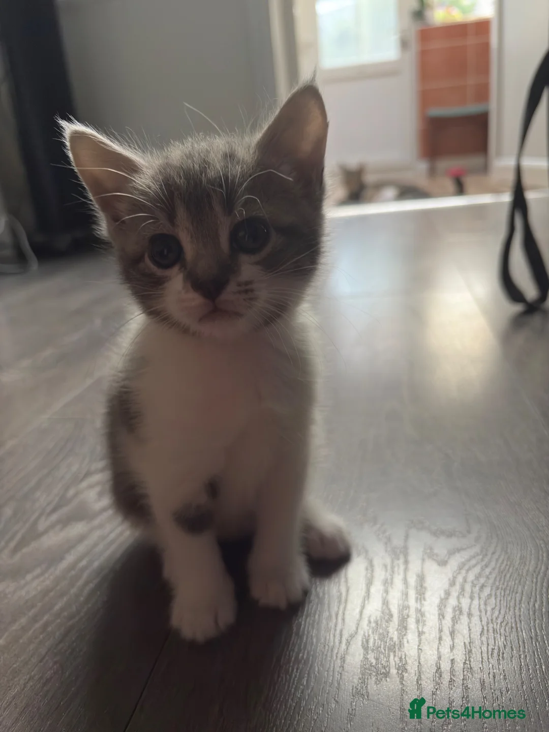 Mixed Breed cats for sale: Kittens for sale  in Luton - Advert 2