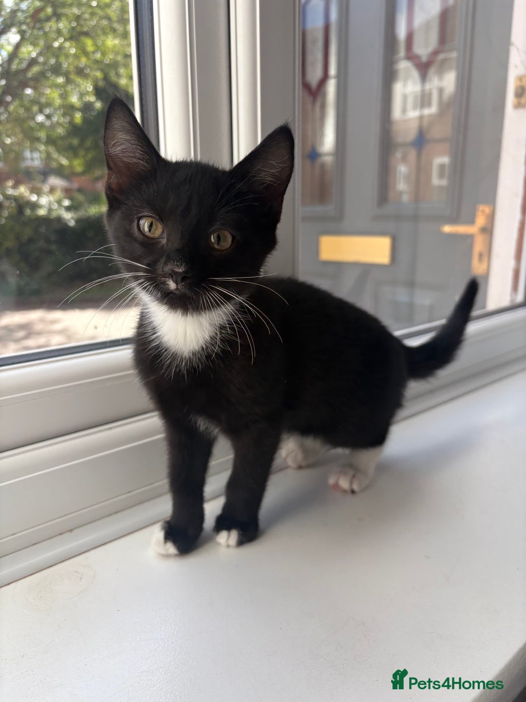 Domestic Shorthair cats for sale: Kittens - Image 8