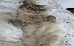 Ragdoll cats for sale: Female Lynx Ragdoll  - Image 2