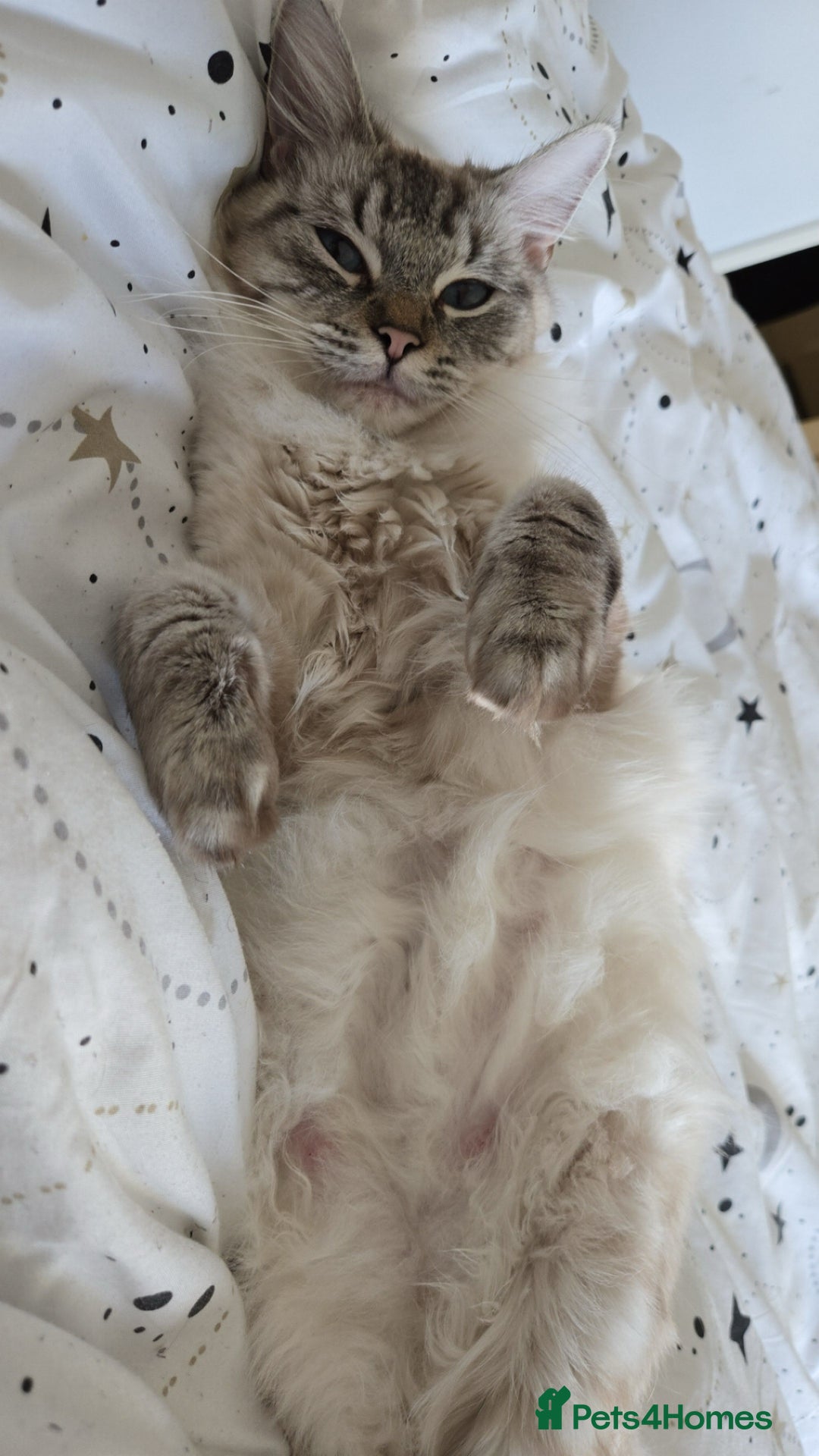 Ragdoll cats for sale: Female Lynx Ragdoll  - Image 2