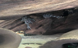Plecos fish for sale: Pleco l333 - Image 1