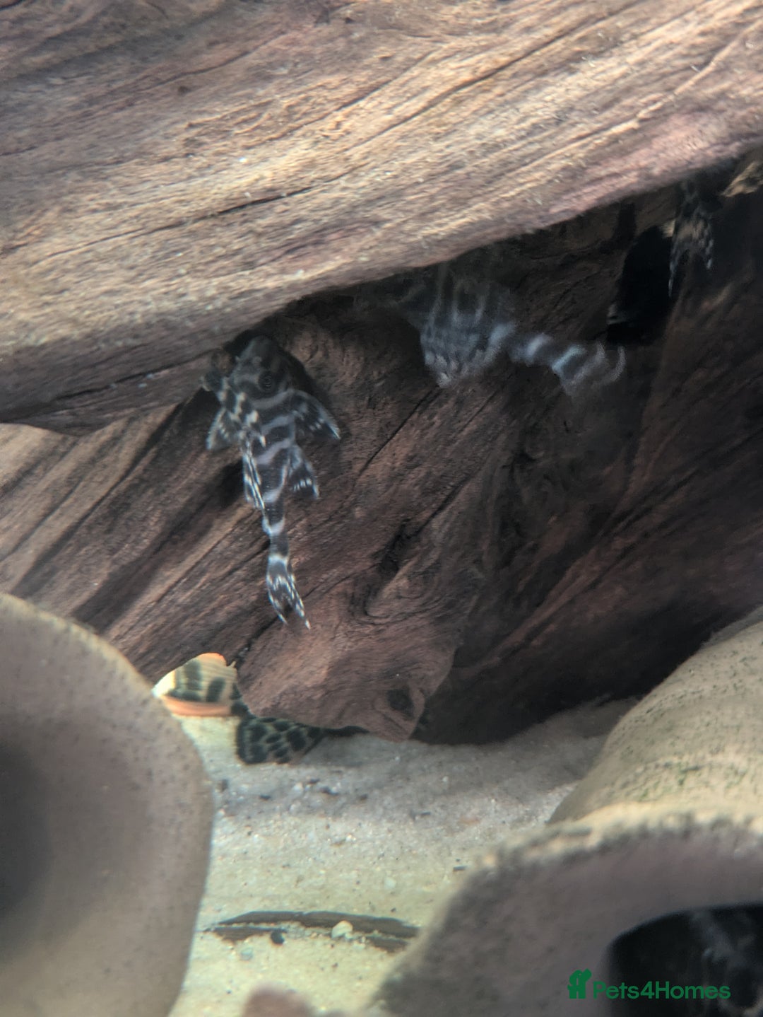 Plecos fish for sale: Pleco l333 - Image 1