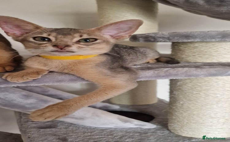Abyssinian cats - Advert 2
