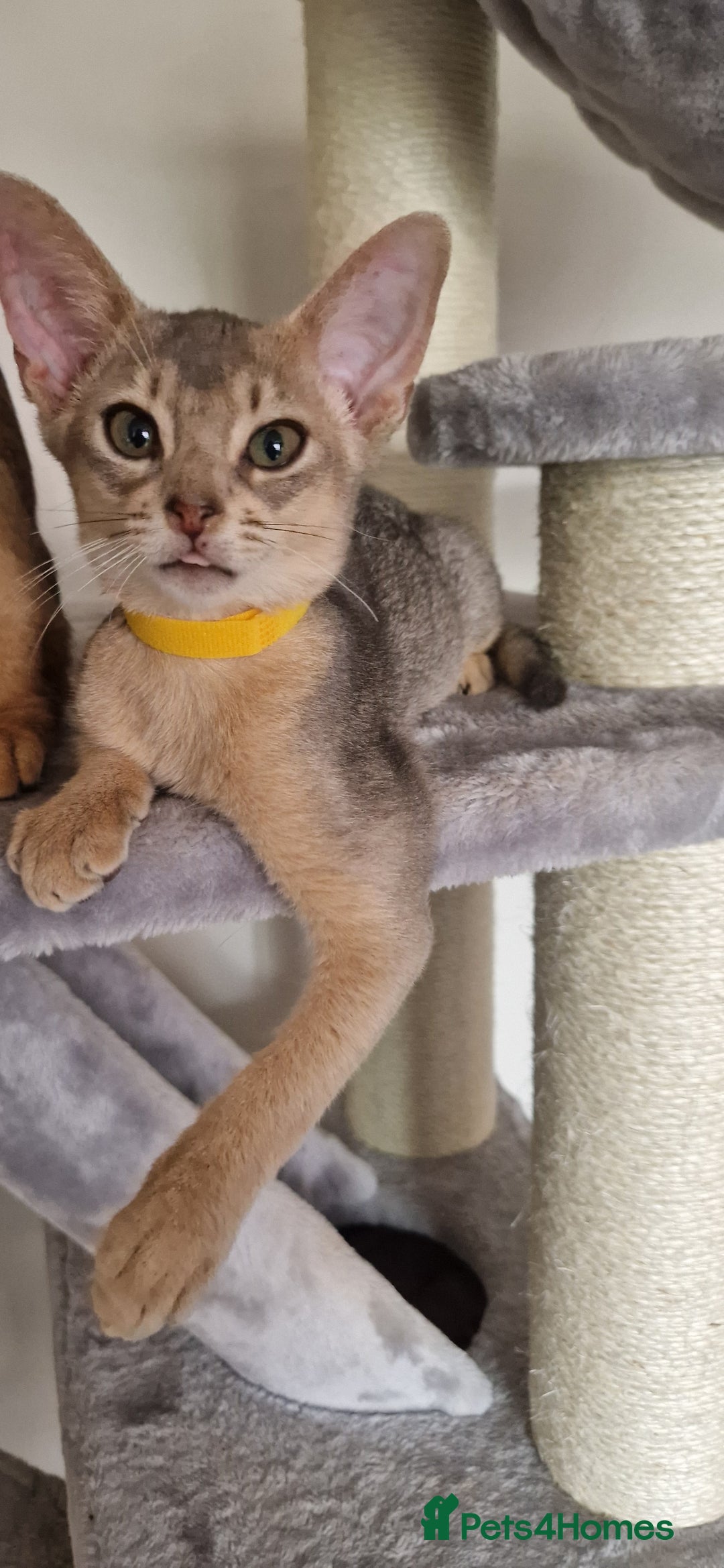 Abyssinian cats for sale: Pure Abyssinian kittens ❤️Ready to go 😍  - Image 30