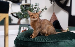 Abyssinian cats for sale: Vanilla Boy-Exceptional Abyssinian-Champion line - Advert 21