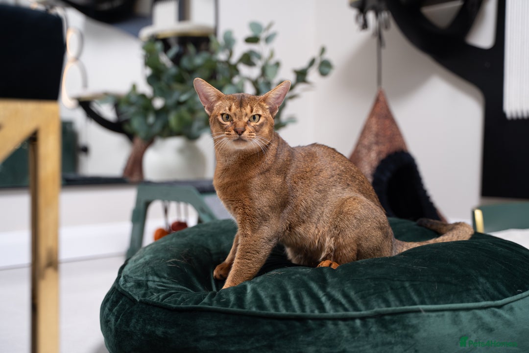 Abyssinian cats for sale: Vanilla Boy-Exceptional Abyssinian-Champion line - Advert 21