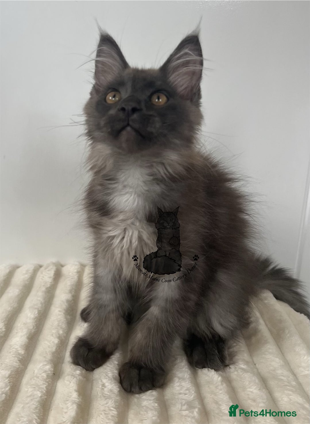 Maine Coon cats for sale: TICA Maine Coon boy male black smoke XXL  - Image 3
