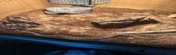 Snake reptiles for sale: Western hognose and set up  - Advert 1