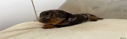 Miniature Dachshund dogs for sale: Miniature Dachshund - Advert 10