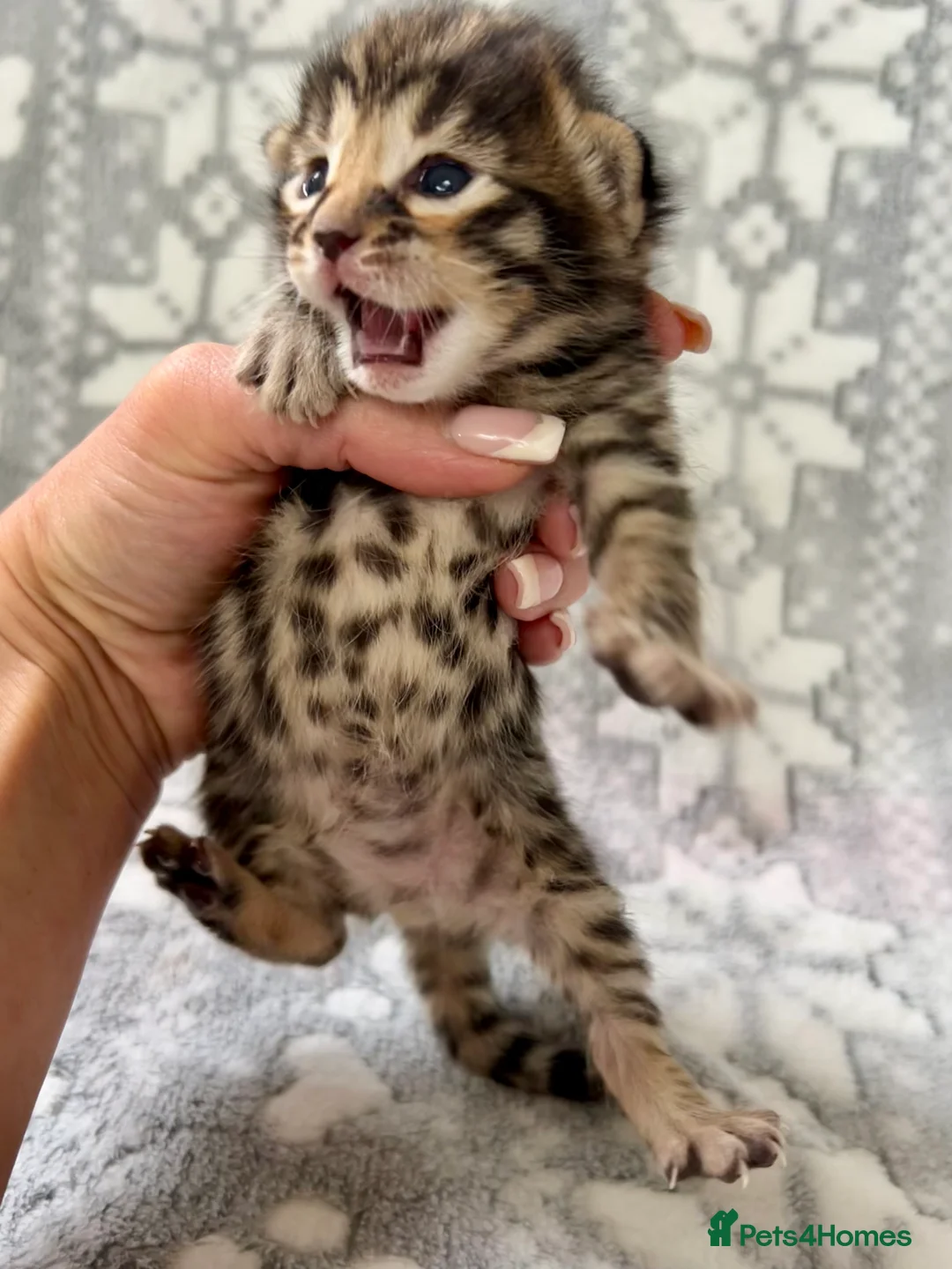 Bengal cats for sale: Top Pedigree Bengal Kittens - Advert 11