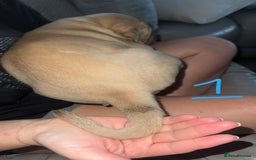 Dogue De Bordeaux dogs for sale: Dogue de bordeaux - Advert 12