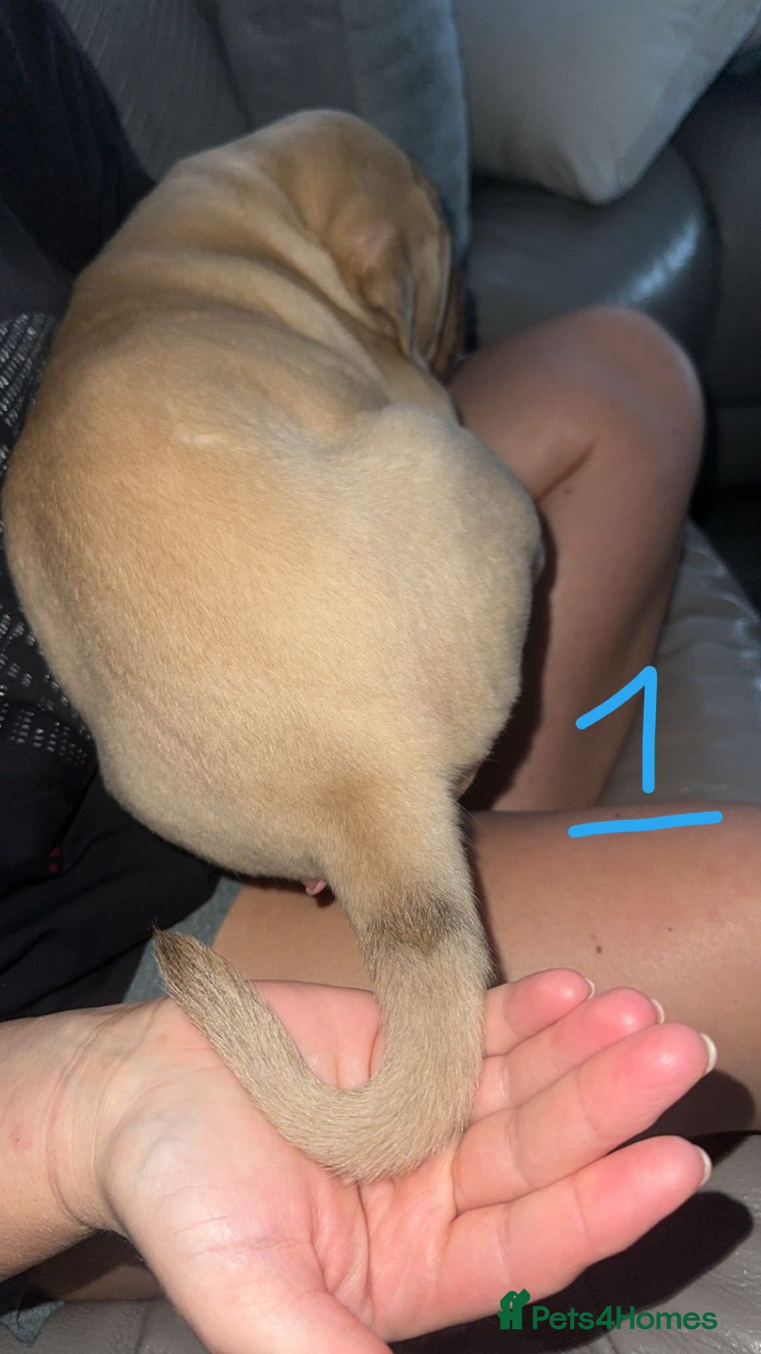 Dogue De Bordeaux dogs for sale: Dogue de bordeaux - Advert 12