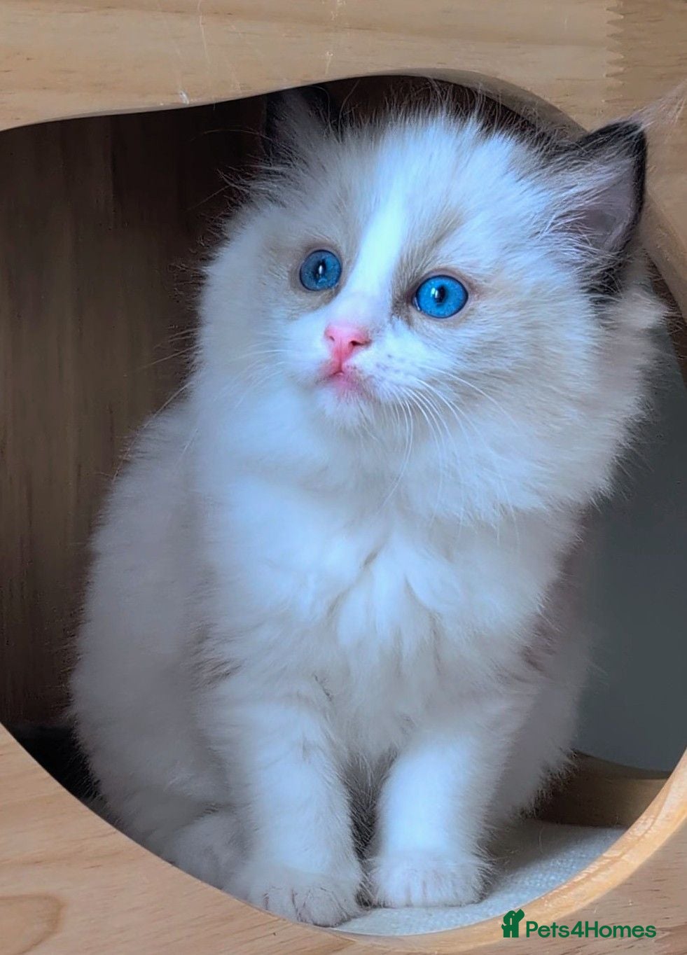 Ragdoll cats Ragdoll Kittens From Imperial Grand Champion Lines - Advert 5