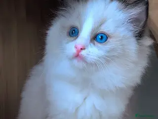 Ragdoll cats Ragdoll Kittens From Imperial Grand Champion Lines - Advert 5