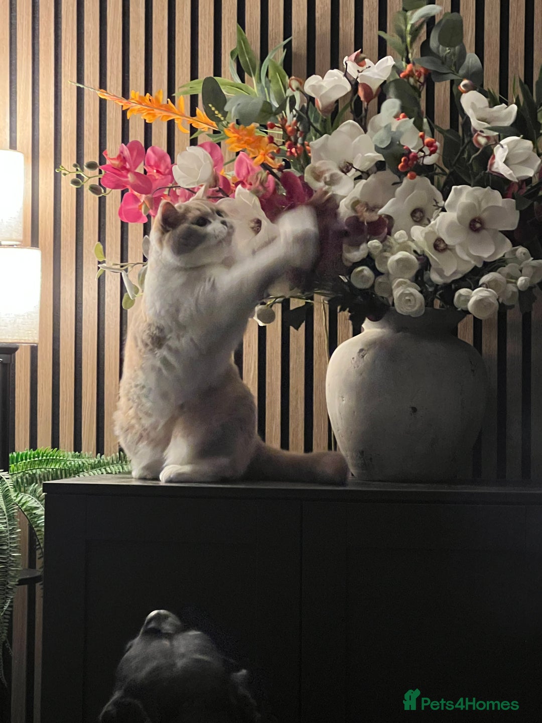 British Shorthair cats for sale: British long-haired and short-haired cats - Advert 1