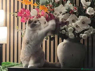 British Shorthair cats British long-haired and short-haired cats - Advert 2