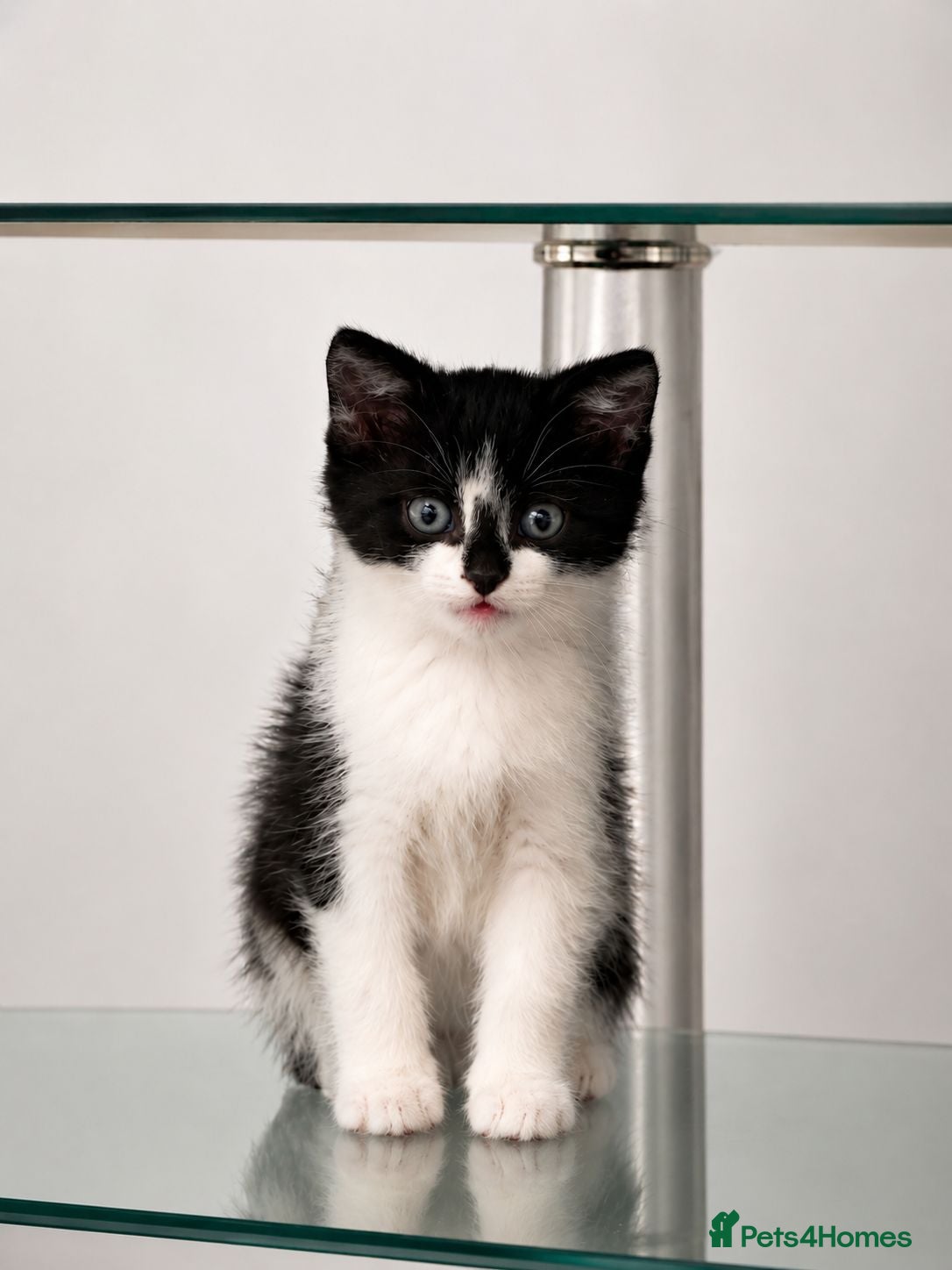 Mixed Breed cats Black & White Kitten – Ready for a Loving Home - Advert 1