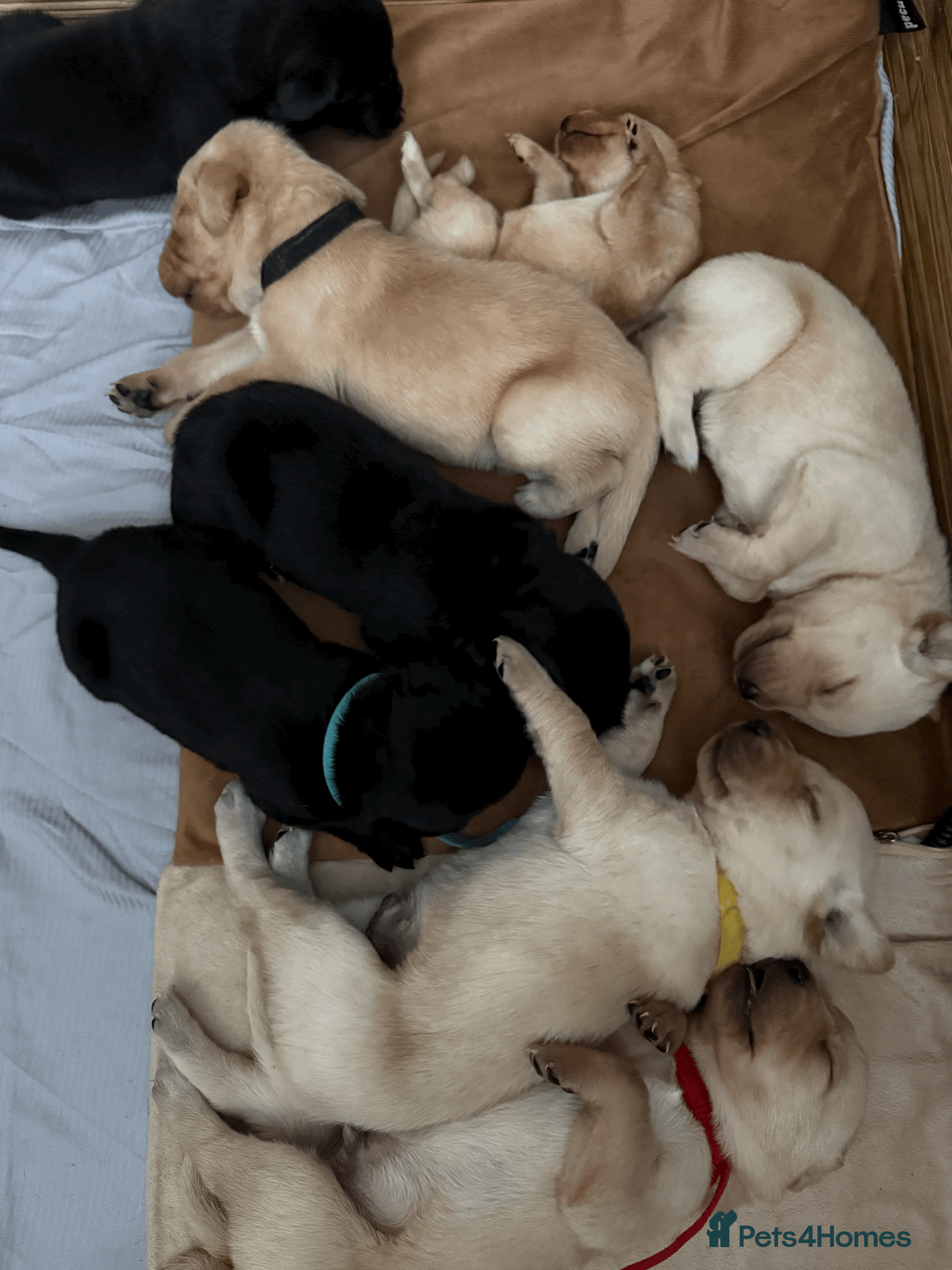 Labrador Retriever dogs KC registered black, yellow & red labradors  - Advert 1