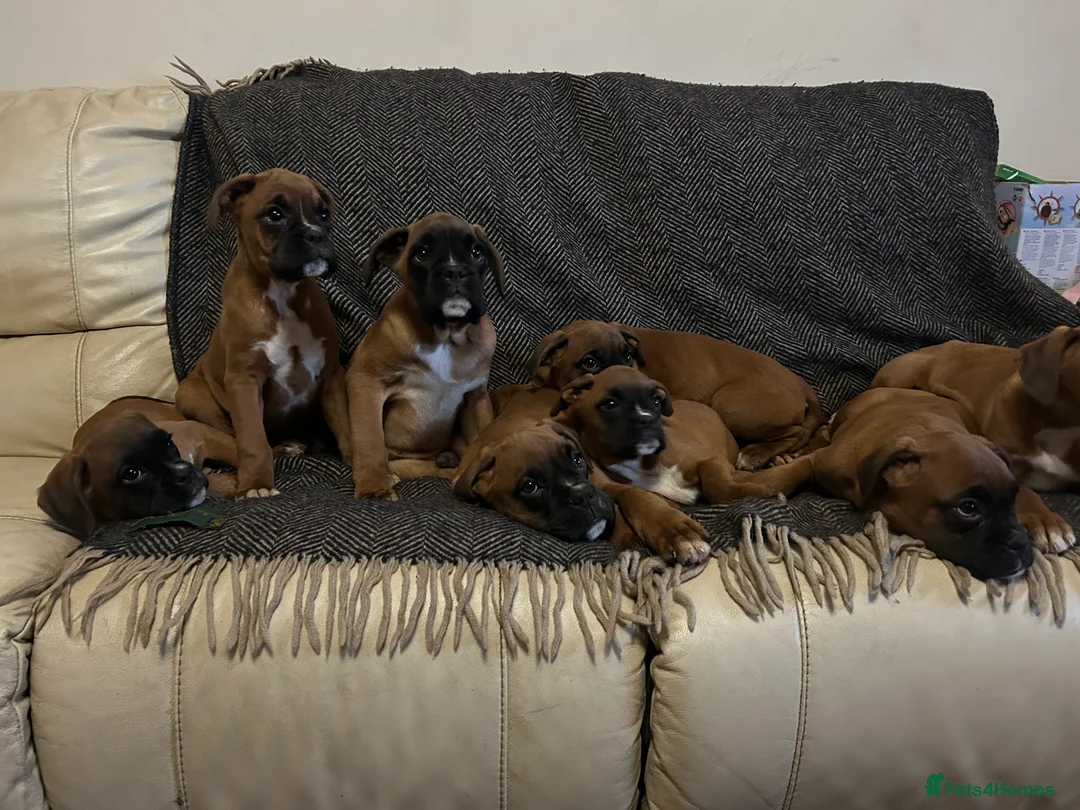 Boxer dogs for sale: KC Registered Boxer Puppies - Advert 4