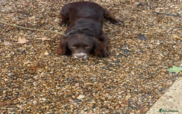 Cocker Spaniel dogs for sale: Working Cocker spaniel - Advert 5