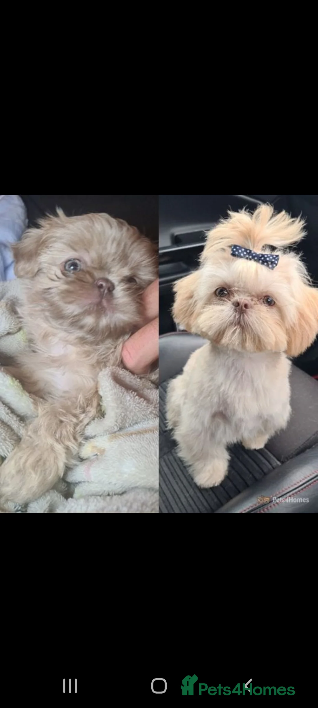 Shih Tzu dogs for stud: LAVENDER Tiniest lavender stud in Wales  in Cardiff - Advert 11