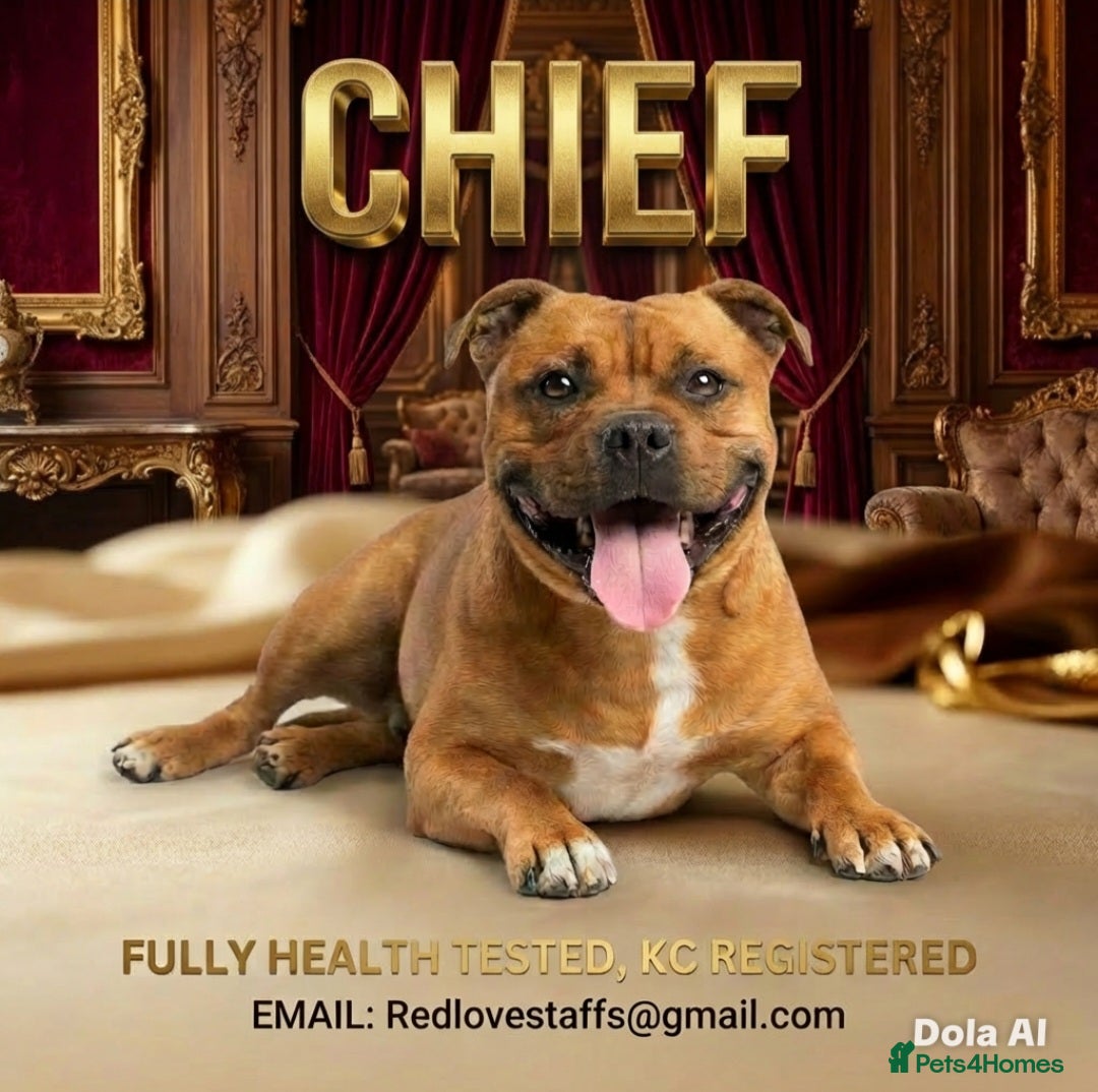 Staffordshire Bull Terrier dogs 🥨CHIEF CHAMPION SIRED. 🥨🏆  - Advert 12