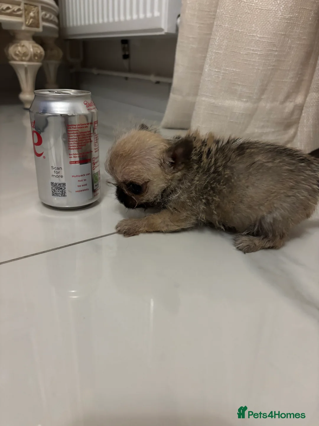 Chihuahua dogs for sale:  **  Chihuahua in Halstead - Advert 4