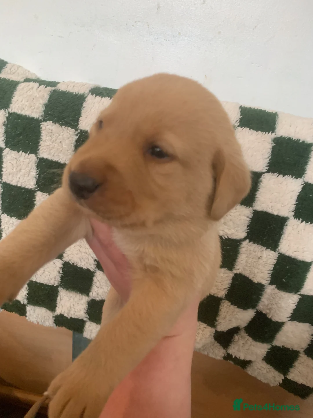 Labrador Retriever dogs for sale: PREMIUM KC REG YELLOW LABRADOR RETRIEVER PUPPIES - Advert 14