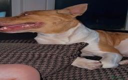 Mixed Breed dogs for sale: Honey AkitaX - Image 2