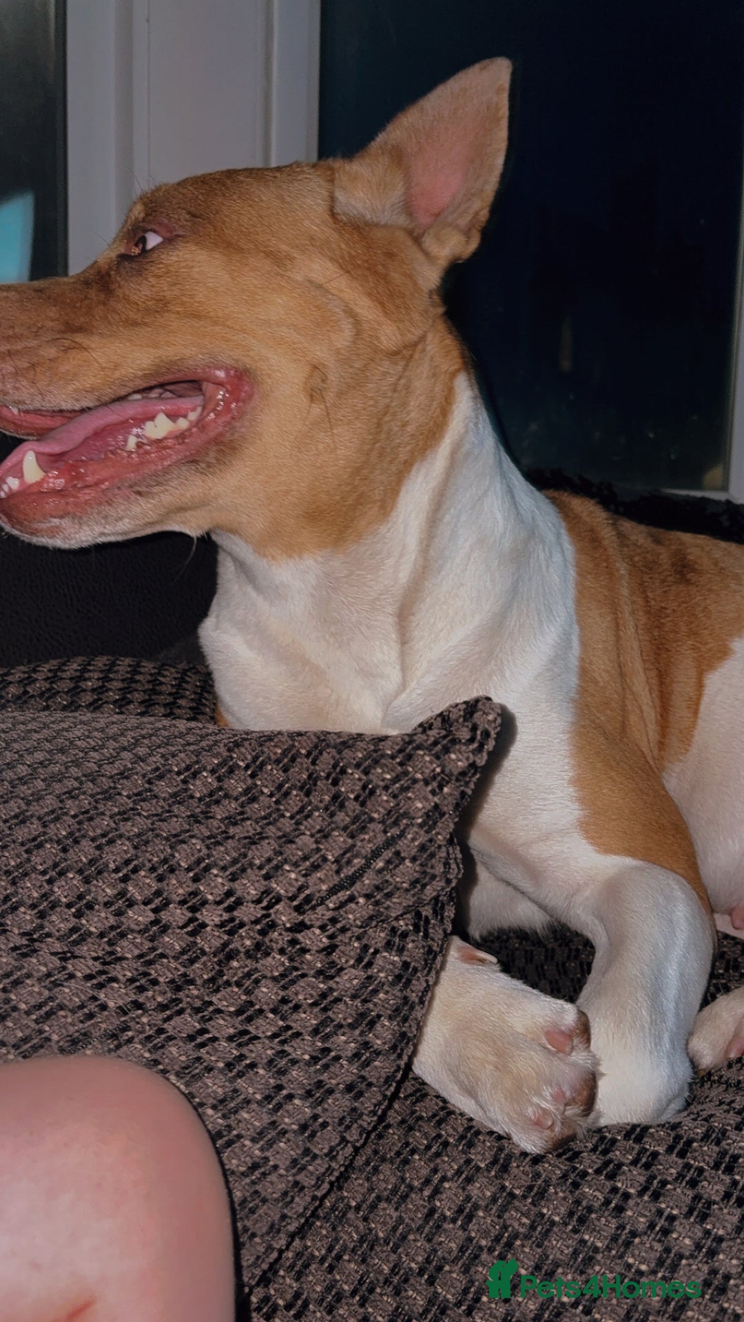 Mixed Breed dogs for sale: Honey AkitaX - Image 2