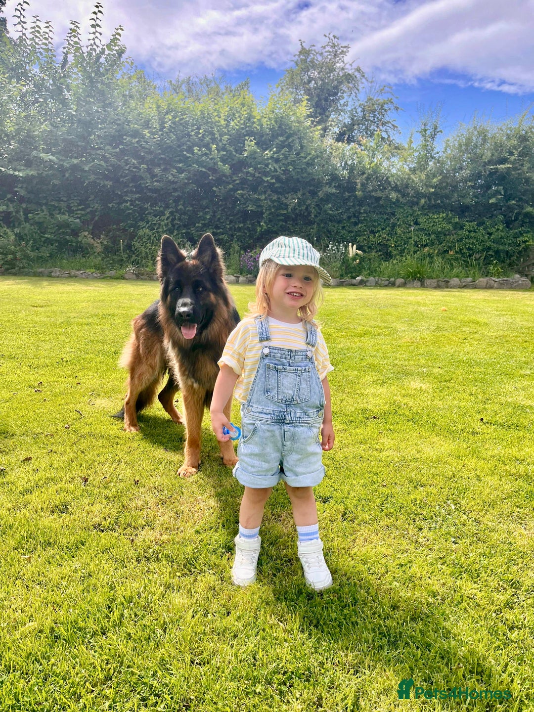 German Shepherd dogs for sale: Puppies - Long hair/Straight back German Shepherd - Advert 25