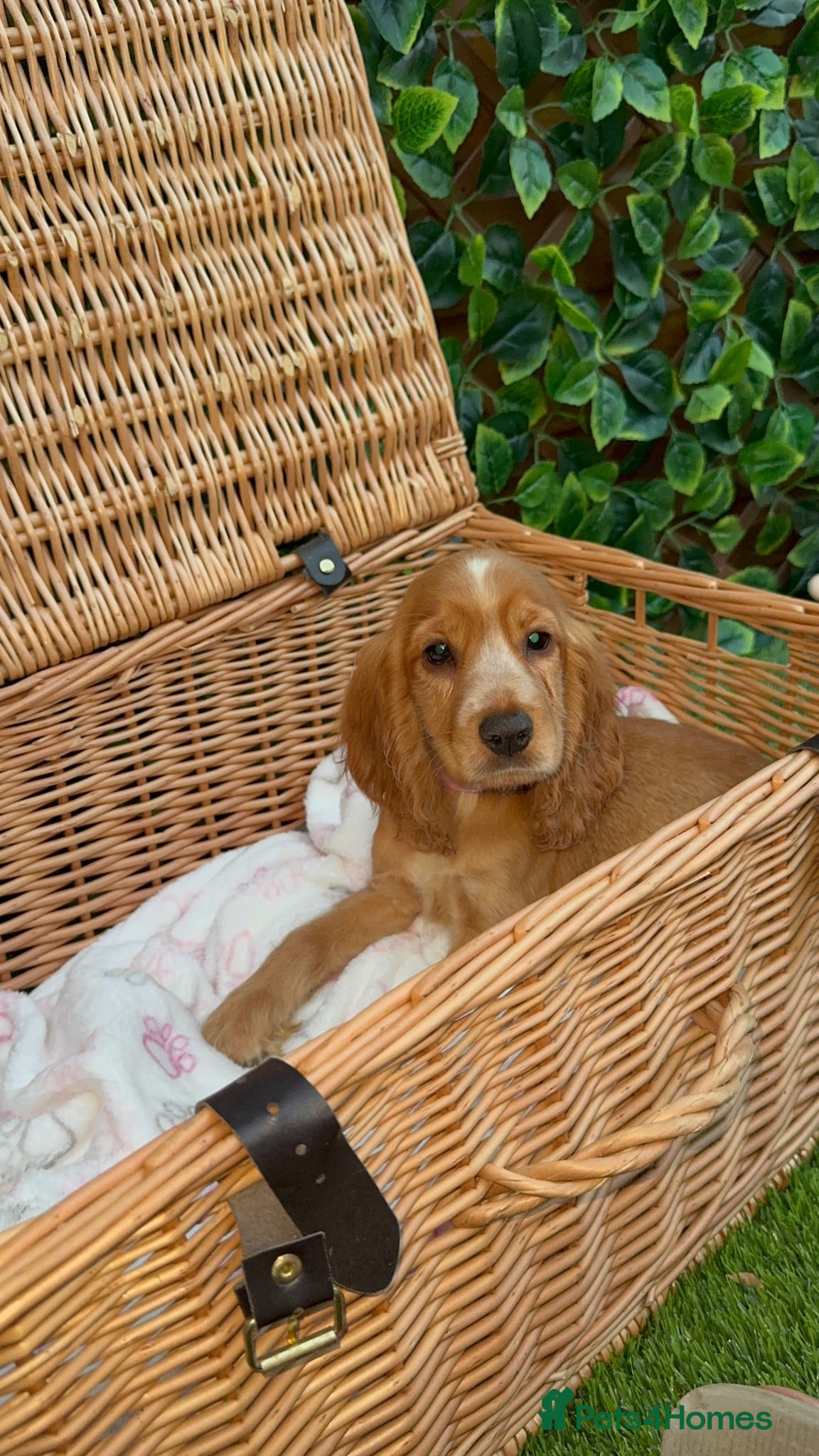 Cocker Spaniel dogs 1 boy Beautiful show type cocker puppy’s  - Advert 2
