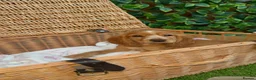 Cocker Spaniel dogs for sale: 1 boy Beautiful show type cocker puppy’s  - Advert 2