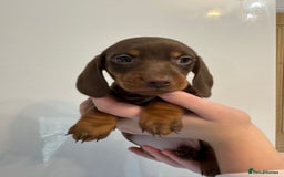 Miniature Dachshund dogs for sale: 🤩 3 Kc mini dachshund 🤩 - Advert 14