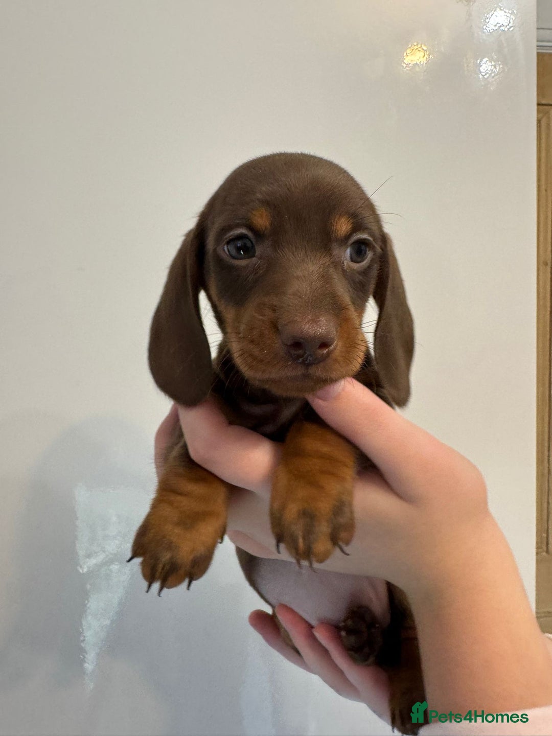 Miniature Dachshund dogs for sale: 🤩 3 Kc mini dachshund 🤩 - Advert 14