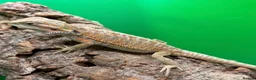 Bearded Dragon reptiles for sale: Zero bearded dragons and others  - Advert 5