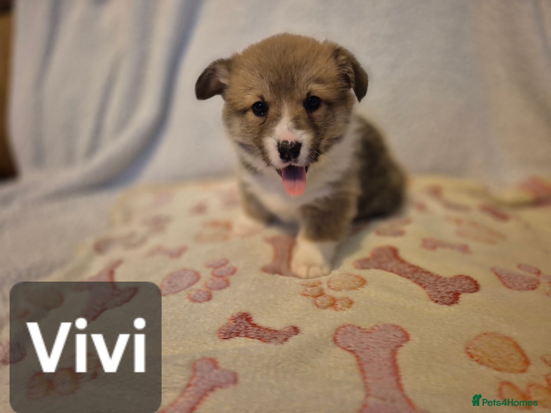 Welsh Corgi Pembroke dogs for sale: 8 Pembroke corgi puppy's - Advert 10