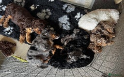 Cockapoo dogs for sale: Adorable F2 Cockapoo Puppies, Ready 12 Oct - Image 18