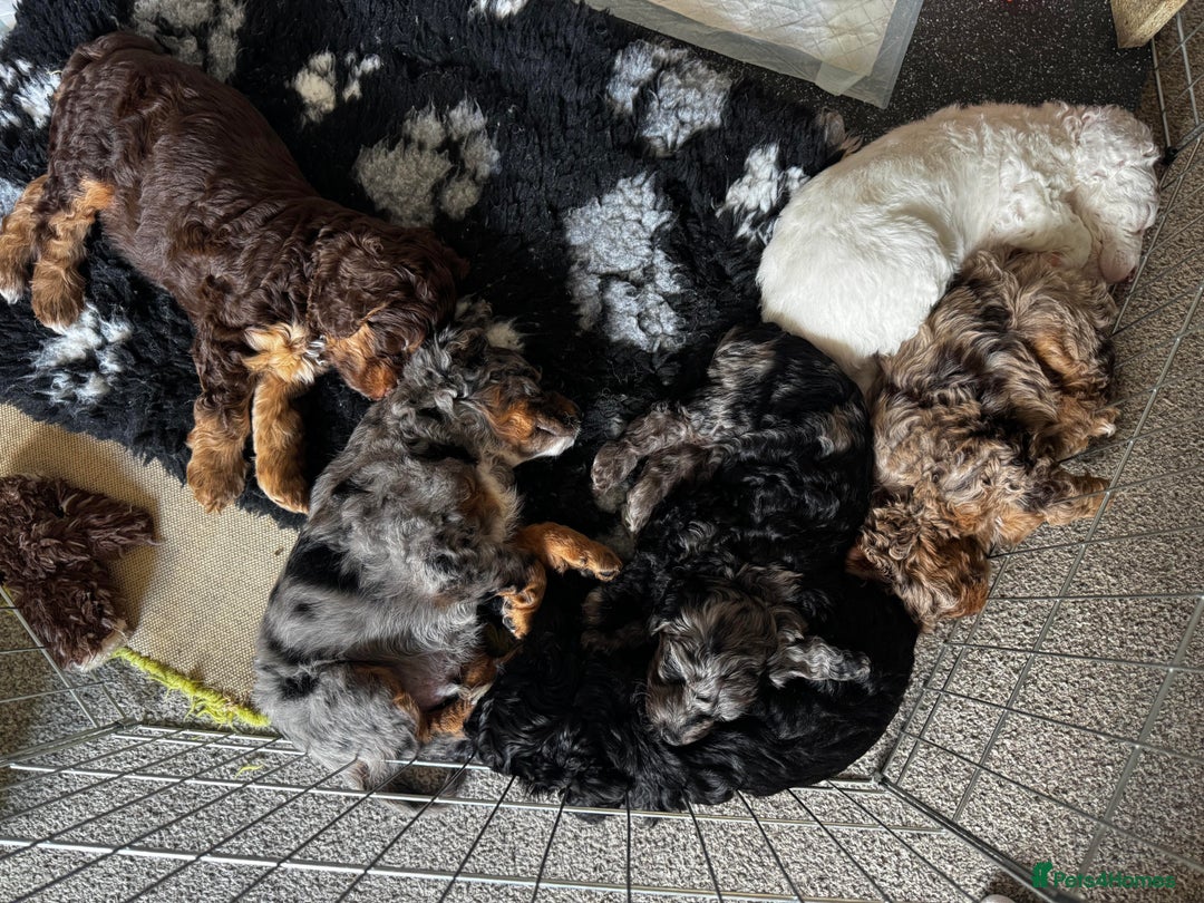 Cockapoo dogs for sale: Adorable F2 Cockapoo Puppies, Ready 12 Oct - Image 18