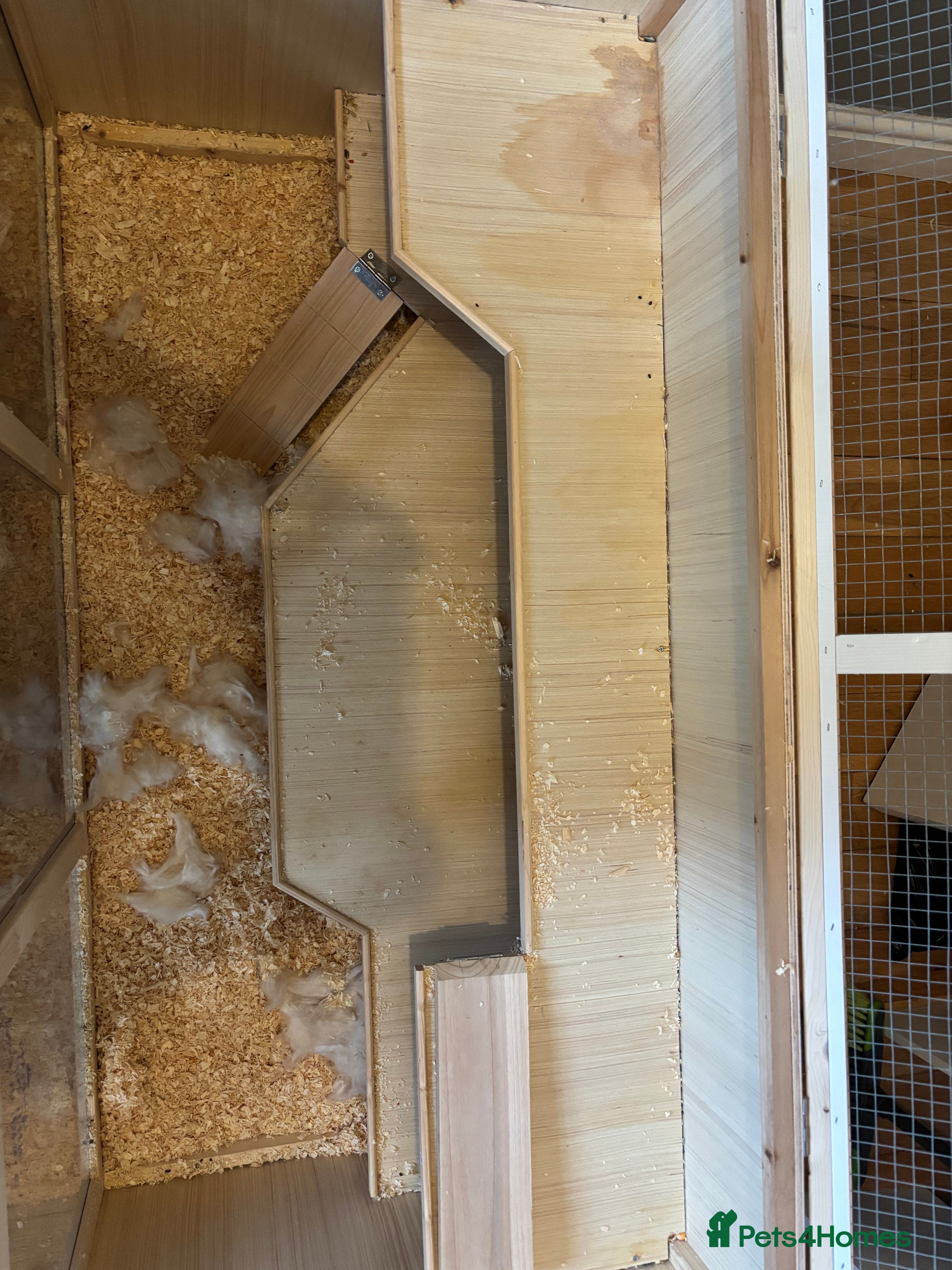 Hamster rodents Robo Hamster For Sale With Cage - Advert 7