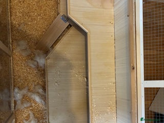 Hamster rodents Robo Hamster For Sale With Cage - Advert 1