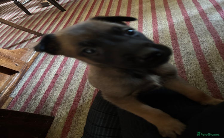 Belgian Shepherd Dog dogs - Advert 1