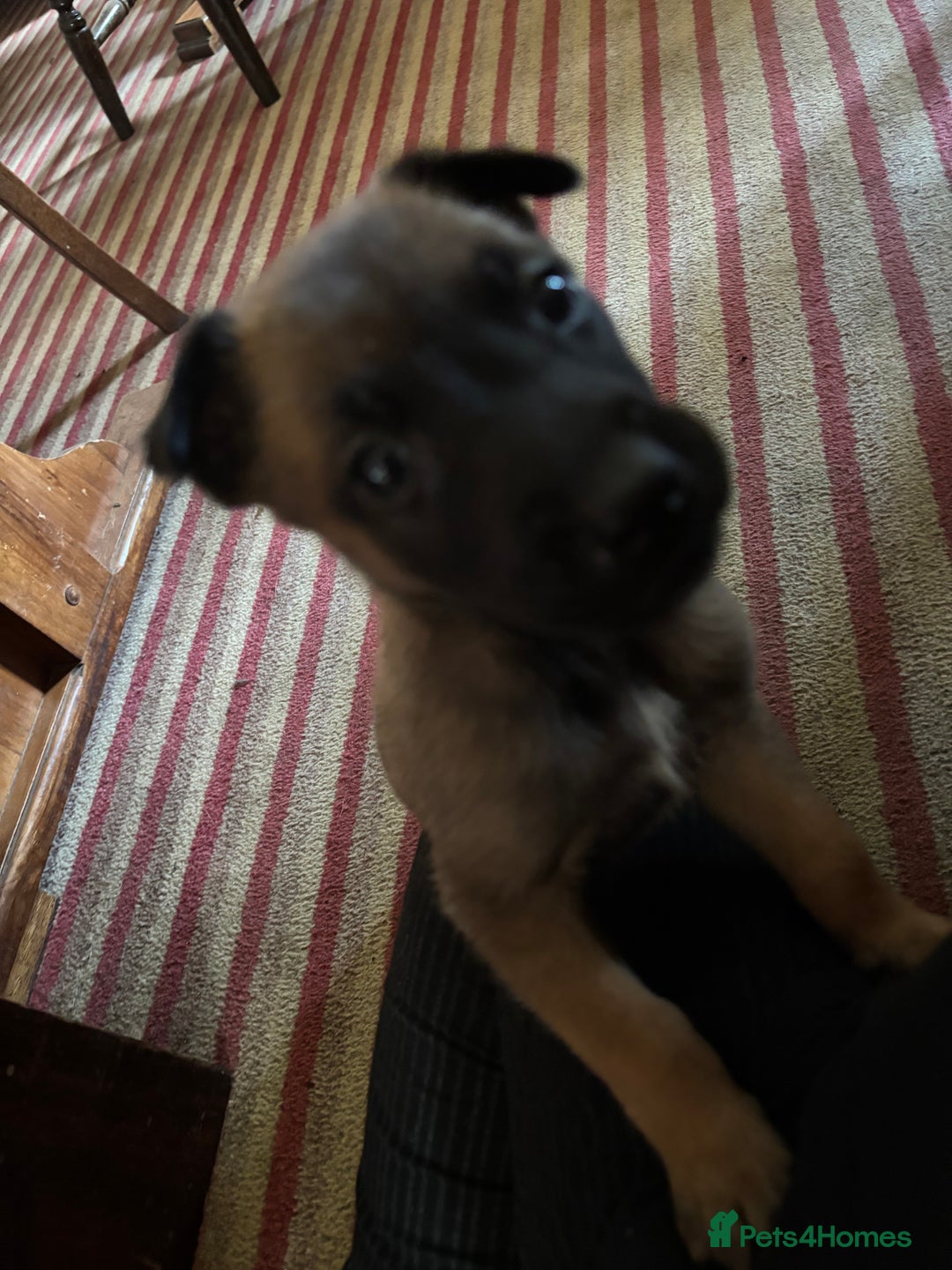 Belgian Shepherd Dog dogs for sale: Belgian Malinois Puppies  - Image 2