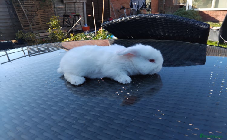 Mini Lop rabbits - Advert 1