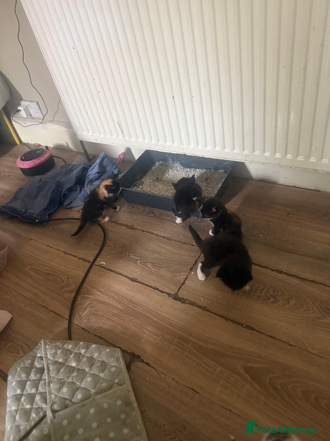 Mixed Breed cats for sale: 6 kittens all different colours  - Image 1