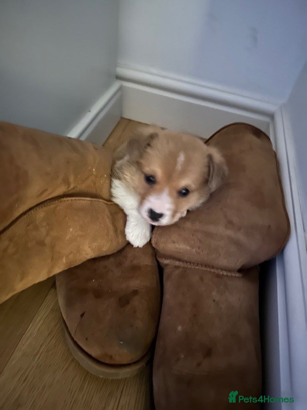 Welsh Corgi Pembroke dogs for sale: Eric the Lucky is looking for his new home 🏡 - Advert 3